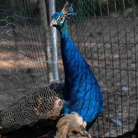Les Combelles A La Ferme Siran (Herault)