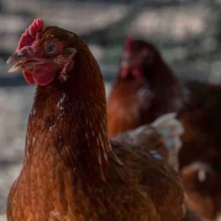 Les Combelles A La Ferme