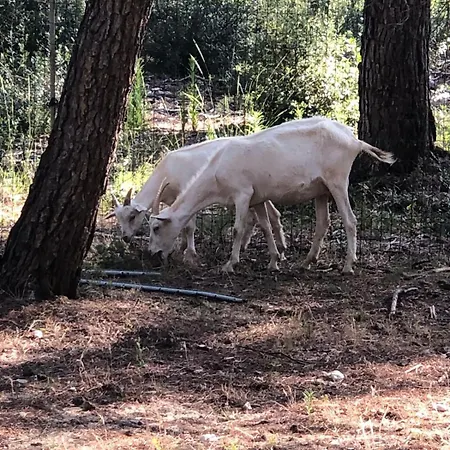 Les Combelles A La Ferme Siran (Herault)
