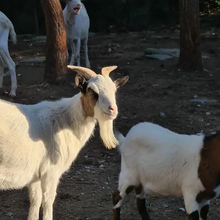 Les Combelles A La Ferme Prázdninový dům Siran (Herault)